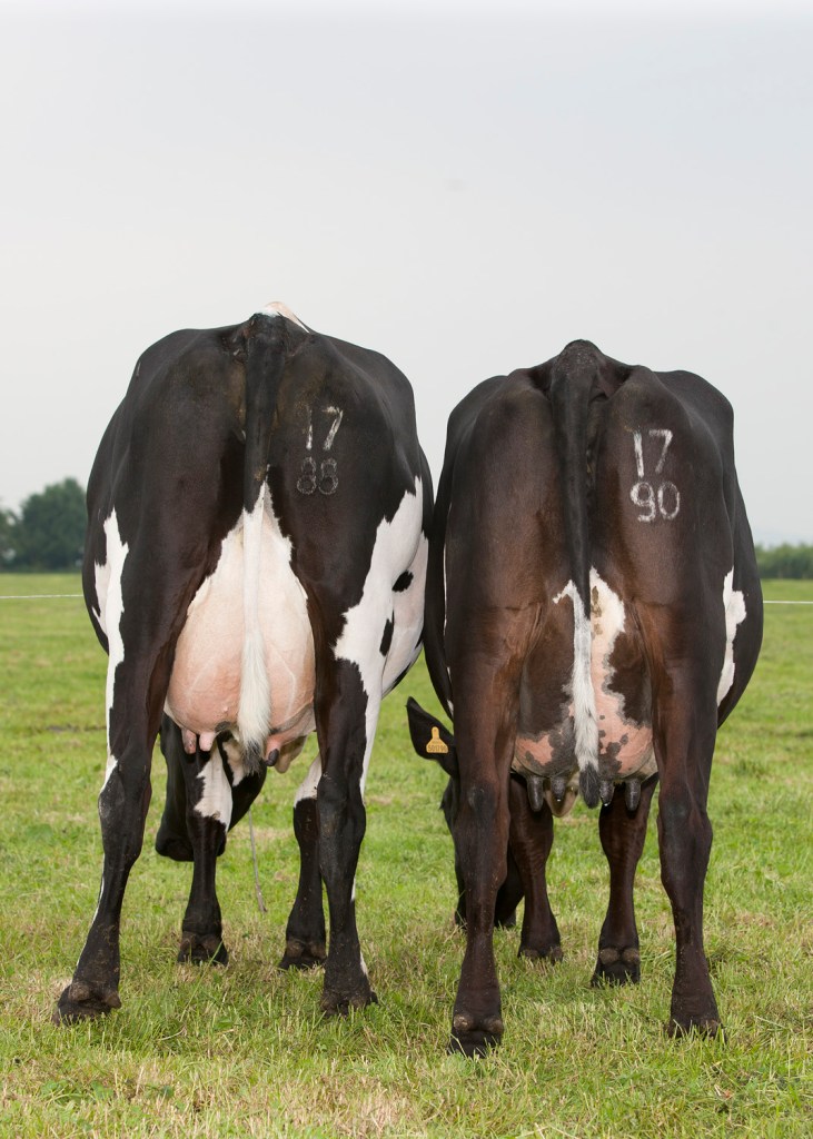 Two Holstein x Jersey crossbreds as a result of HYVIG™