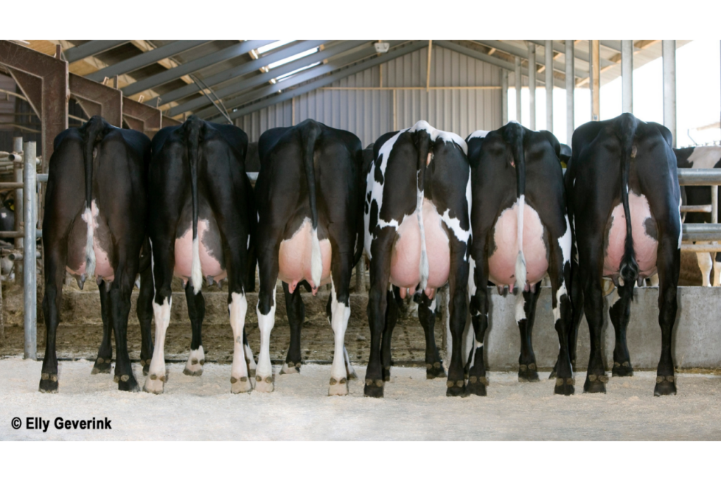 Lineup of Holstein x Norwegian Red crossbreds as a result of HYVIG™
