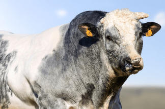 Belgian Blue