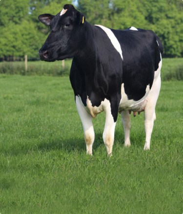 dairy