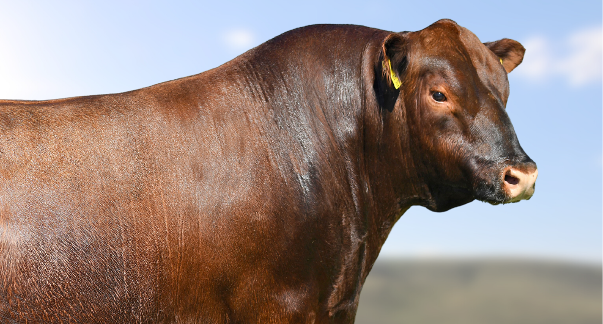 Red Angus