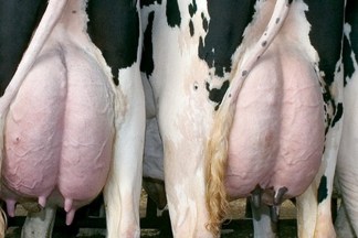 Dairy Semen