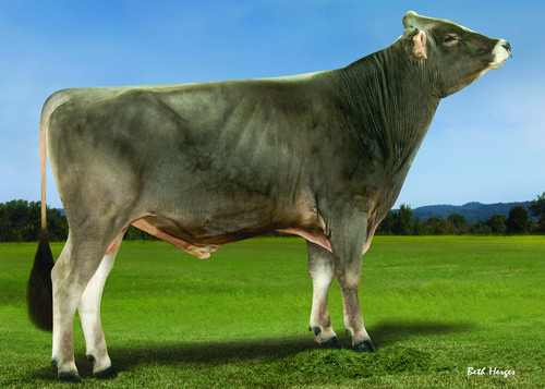 Brown Swiss